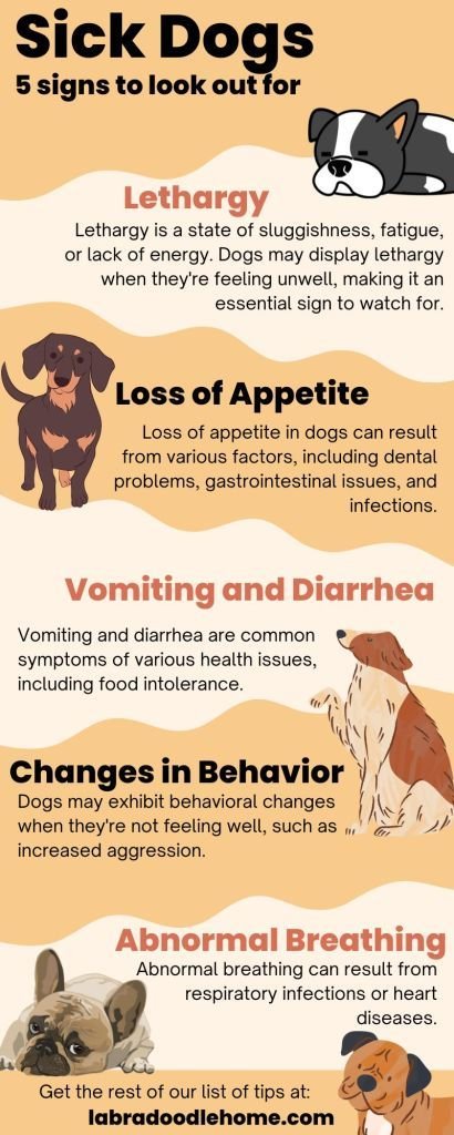 Signs Your Dog May Be Lethargic