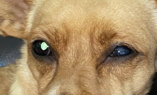 Common Everyday Reasons Dogs Shake
