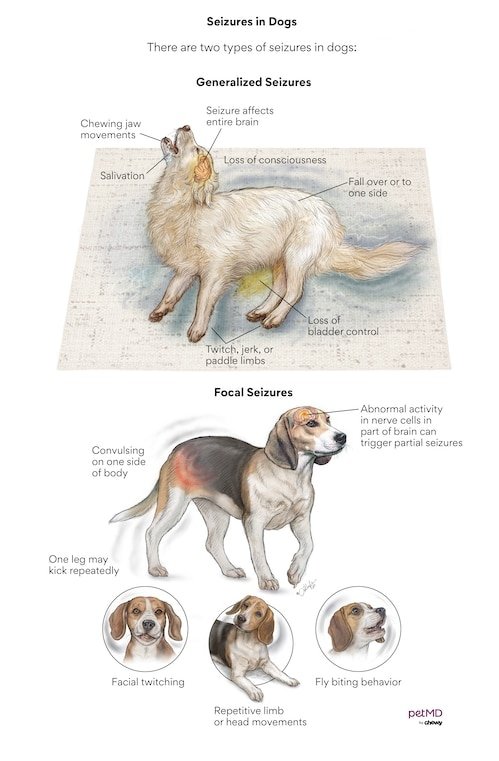Why Dogs Have Seizures