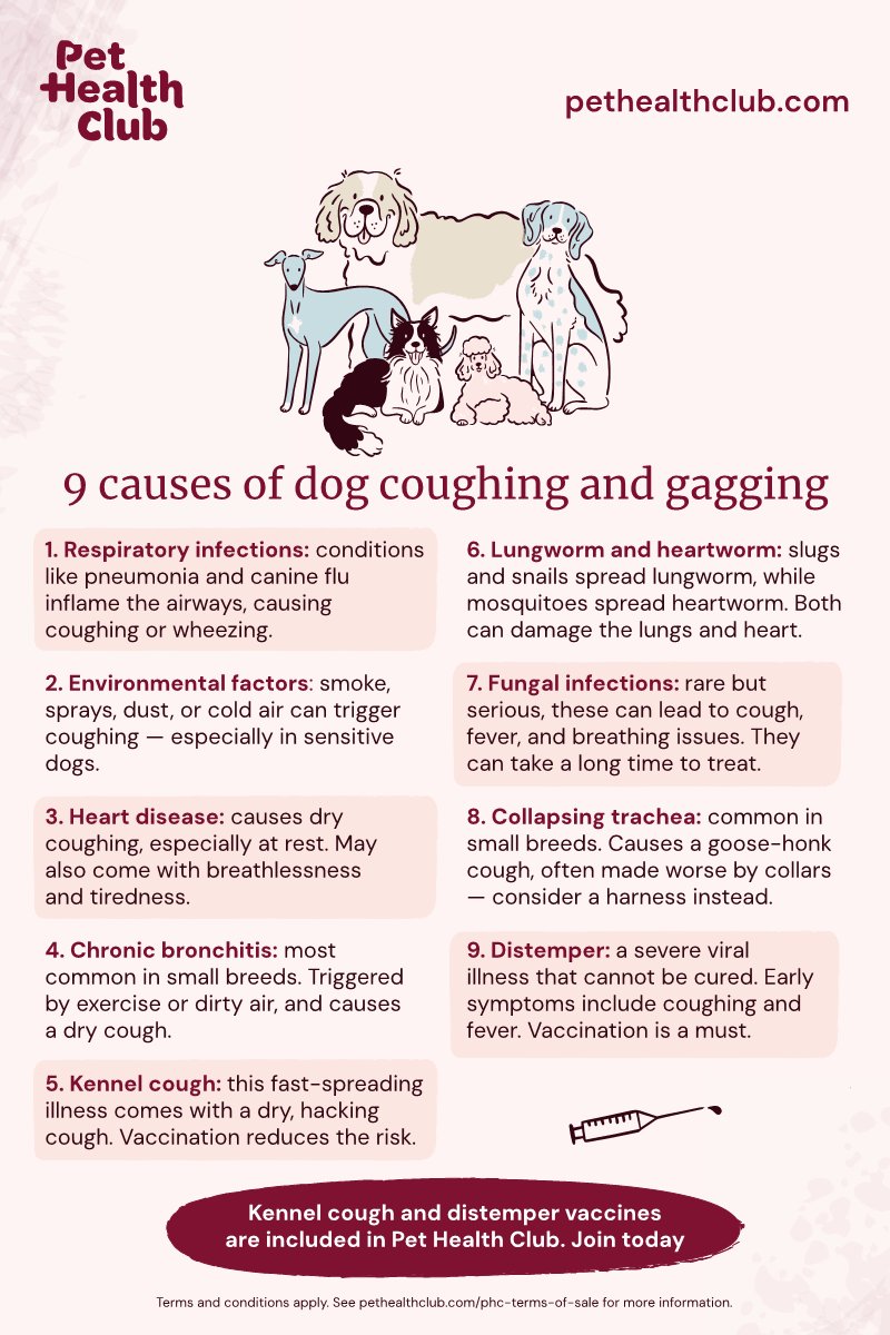 Major Causes of Coughing in Dogs