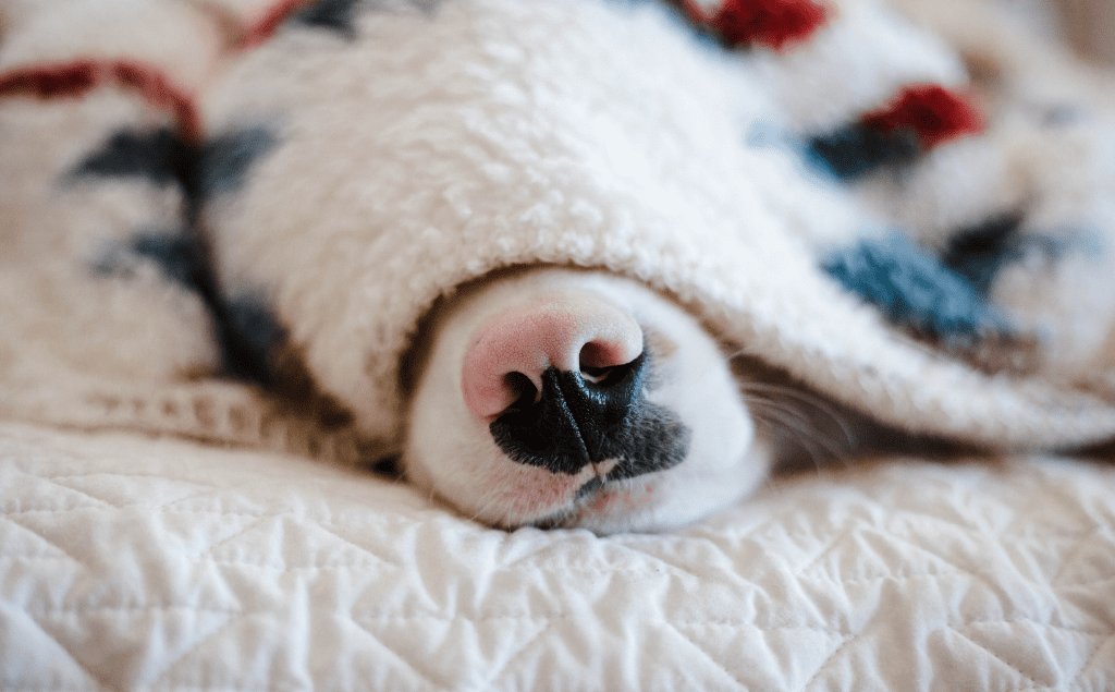 Health Dog Lethargy Causes to Know