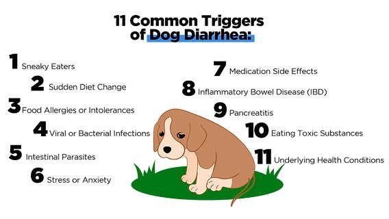 Common Causes of Diarrhea in Dogs