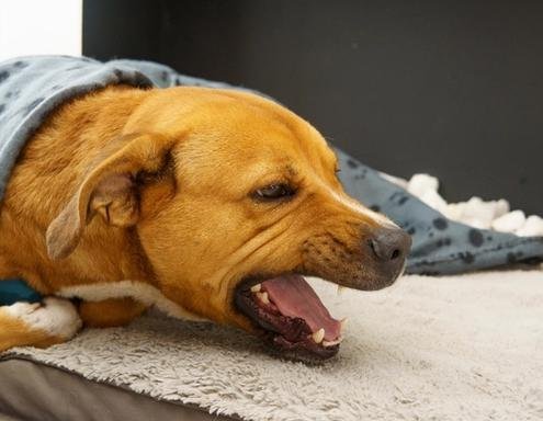 Health Dog Coughing Causes by Age