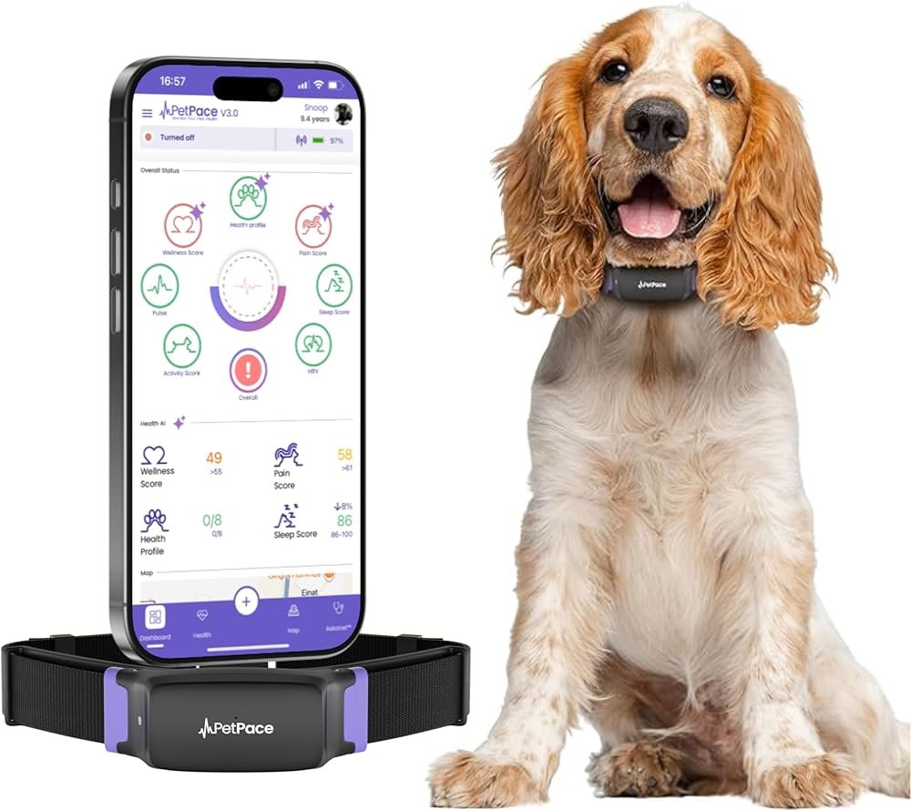 Dog Health: When to See the Vet