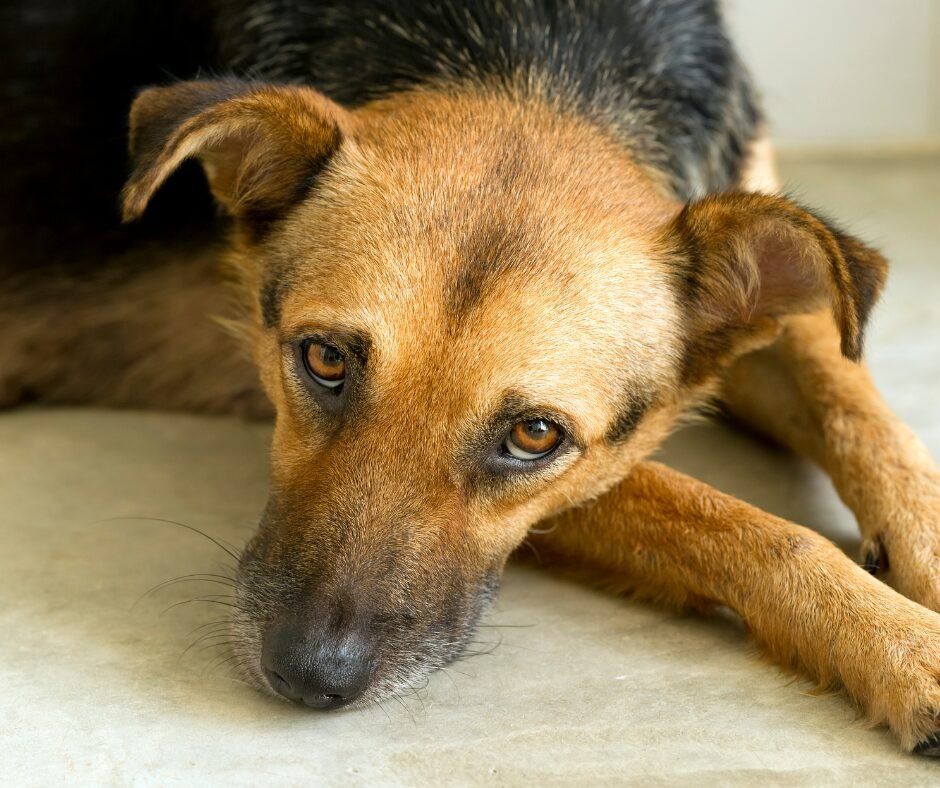Health Dog Shaking Causes to Know
