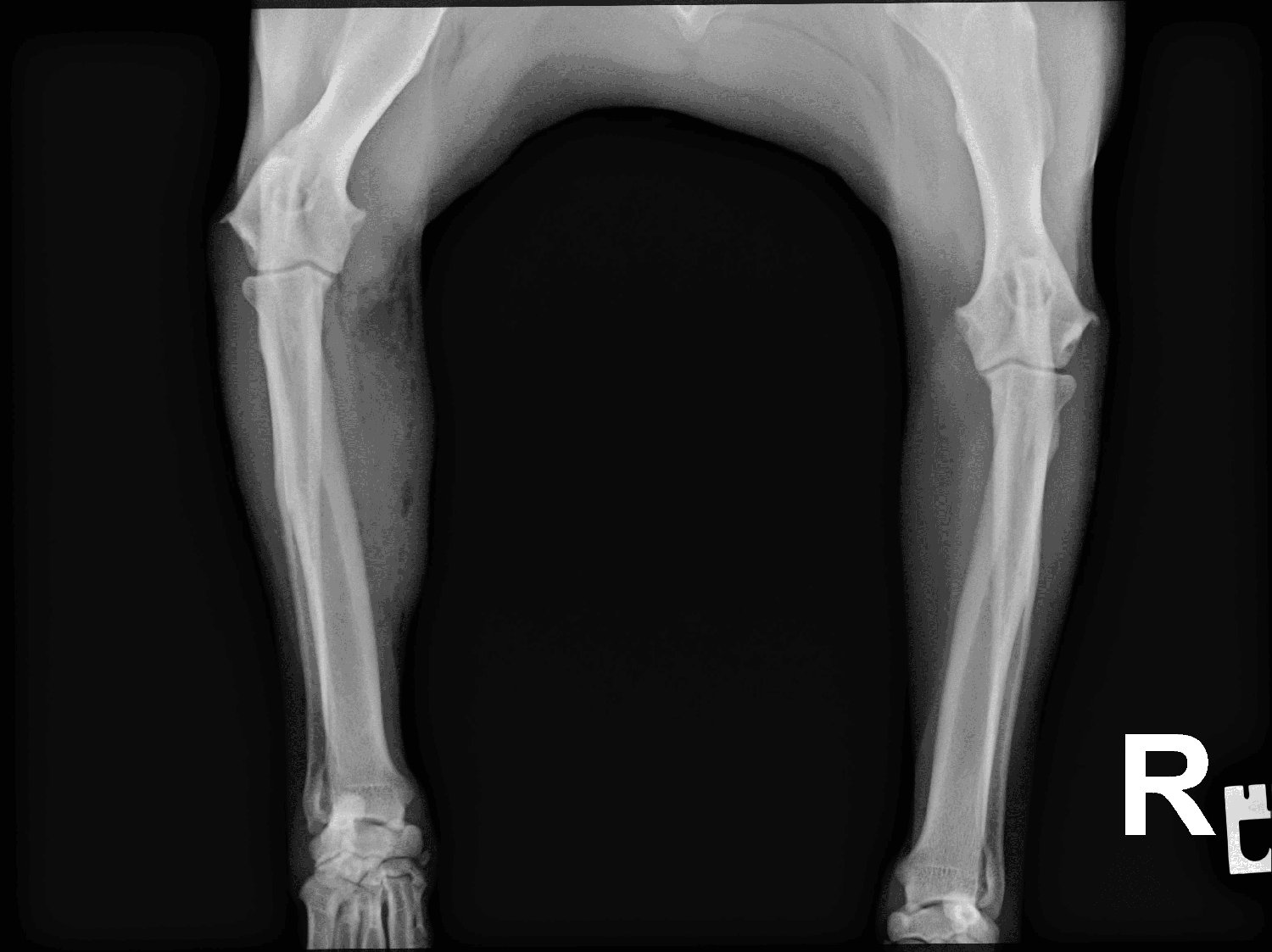 Gradual Limping in a Front Leg: Causes