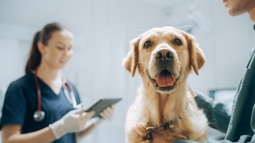 Dog seizure: what to do immediately
