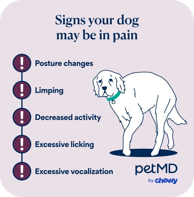 Not Sure If Your Dog Is Sick or Just Tired?