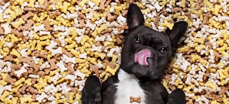 Dog Won’t Eat Food but Eats Treats