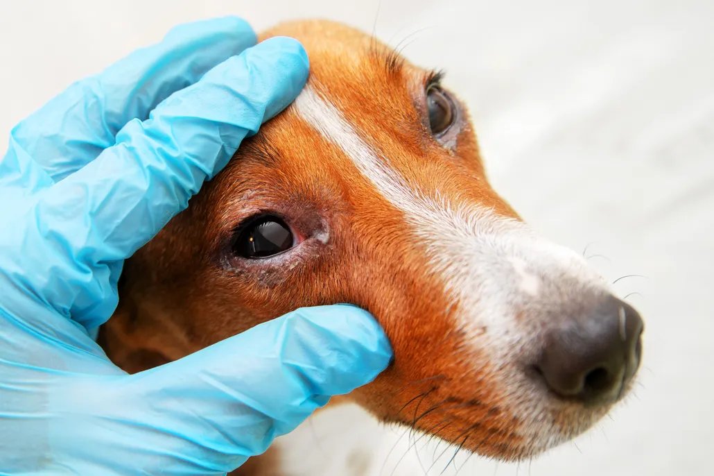How Vets Diagnose Eye Problems in Dogs