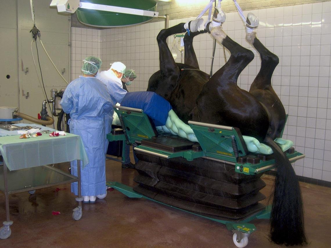 What to Do Before You Call the Vet