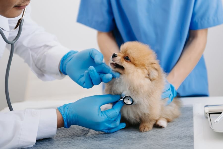 What Your Vet May Check and Test