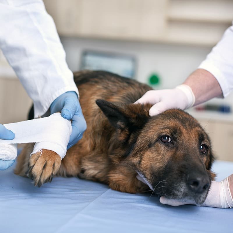 When to Call the Vet for a Limping Dog