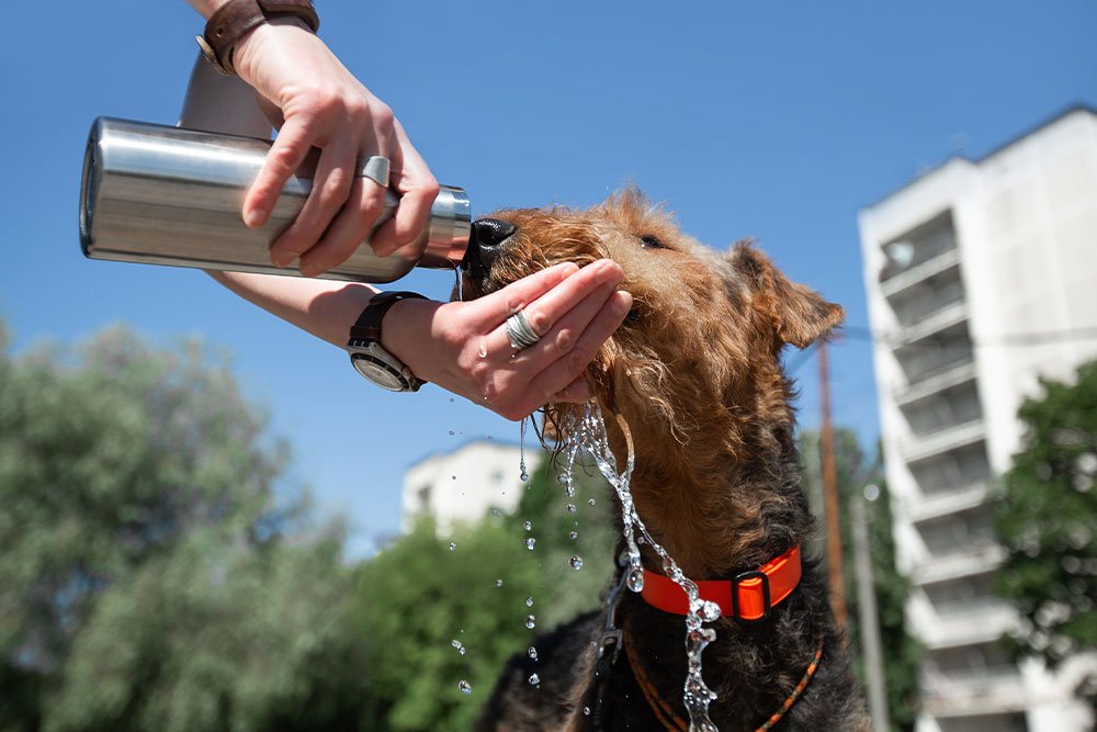 When to Call the Vet About Thirst