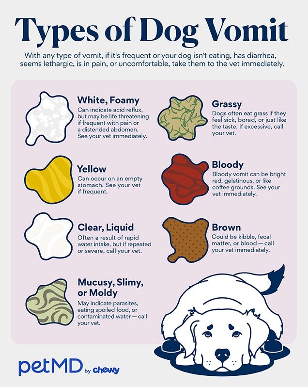 What to Do When Your Dog Throws Up