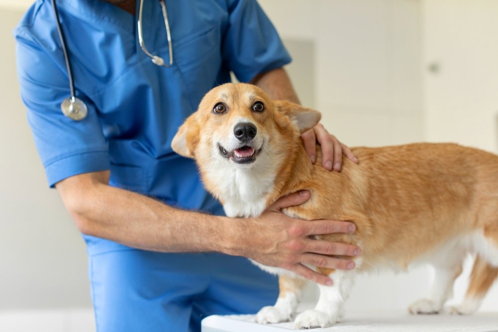 Making Vet Visits Easier for You and Your Dog