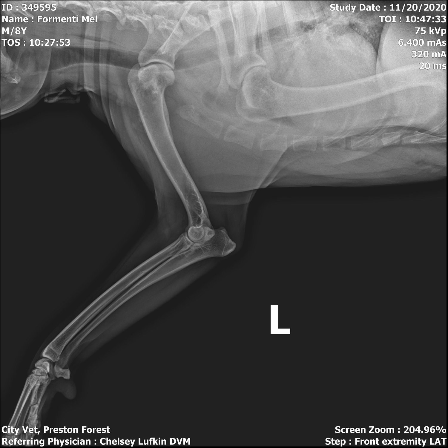 How Vets Diagnose Front Leg Lameness