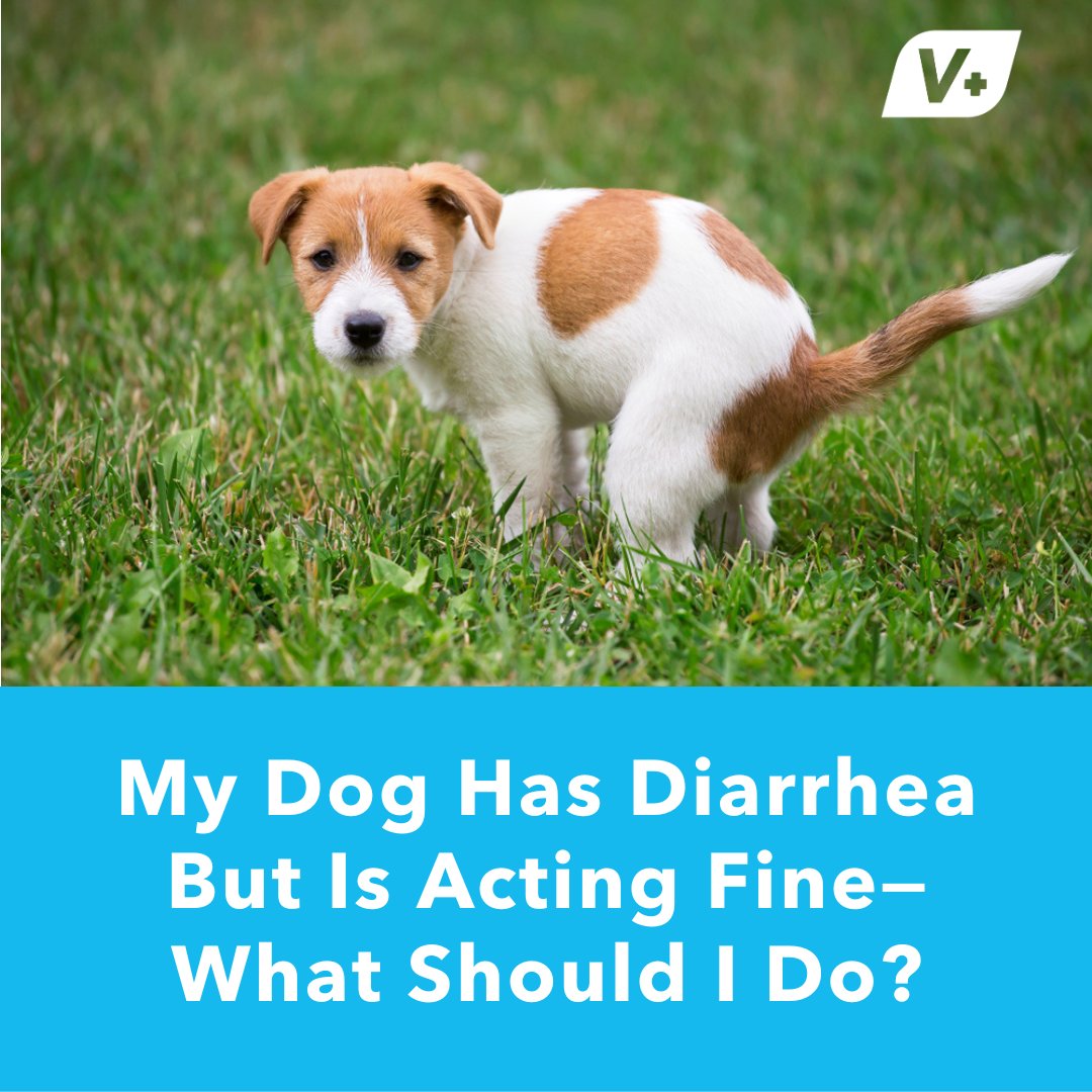 Senior Dog Off Food but Acting Okay