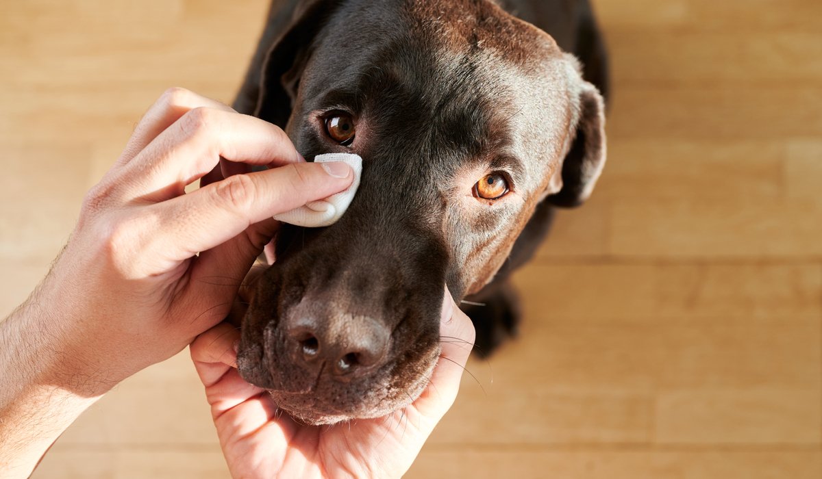 Preventing Future Eye Problems in Dogs