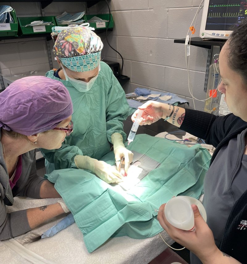 When to see the vet urgently