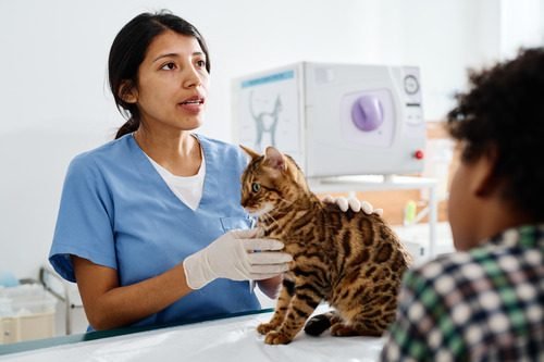 Veterinary Treatment Options