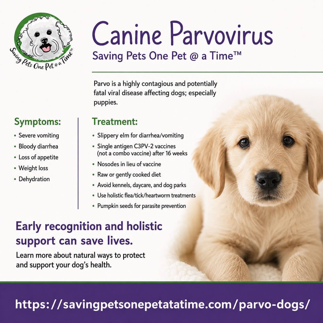 Preventing Vomiting in Your Dog