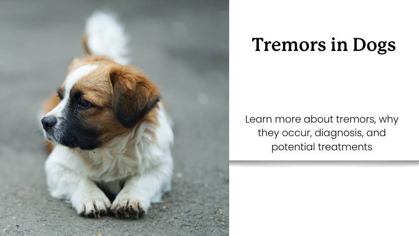 Summary: Understanding Your Dog’s Shivers