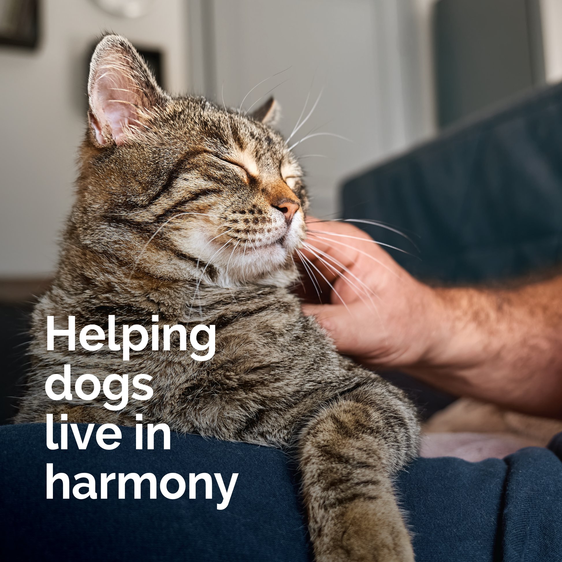 Can Dogs and Cats Really Live in Harmony?