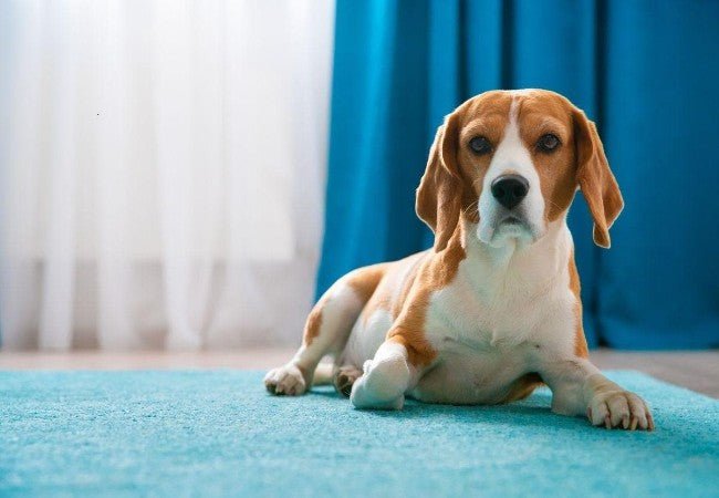 What Makes a Dog Good for Apartments?