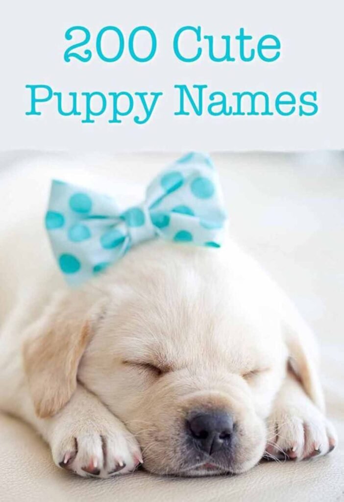 How to Pick an Adorable Dog Name