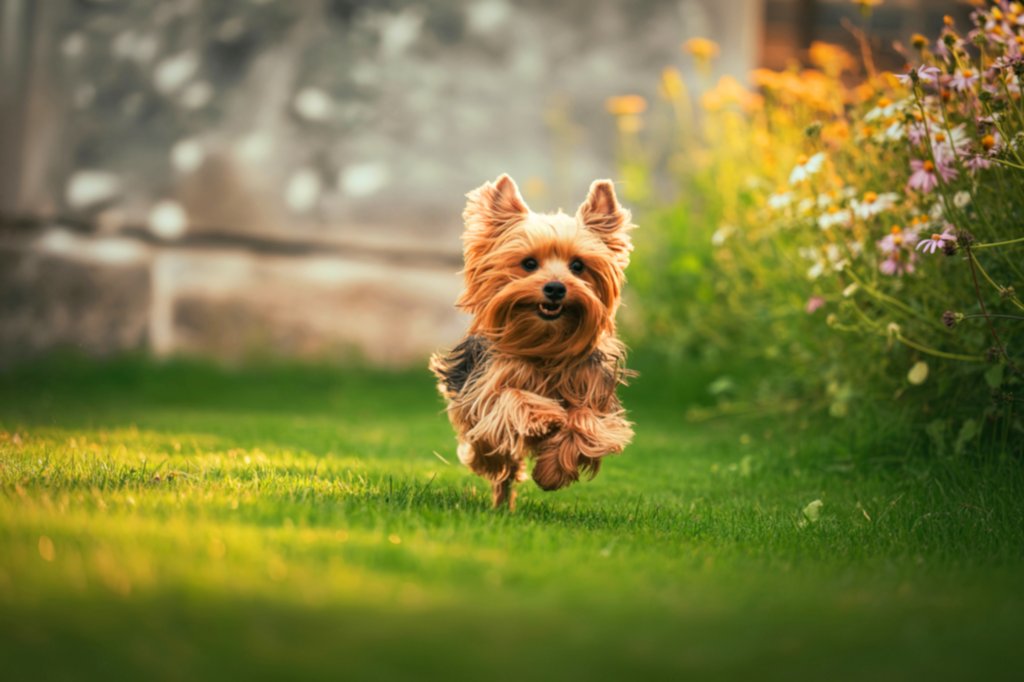 Choosing the Right Cute Breed for You