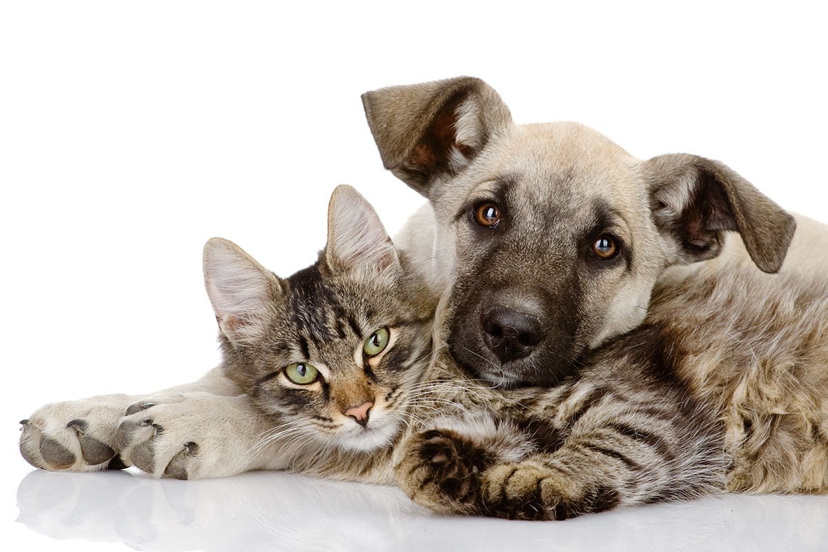 How to Pick a Dog for a Cat Household