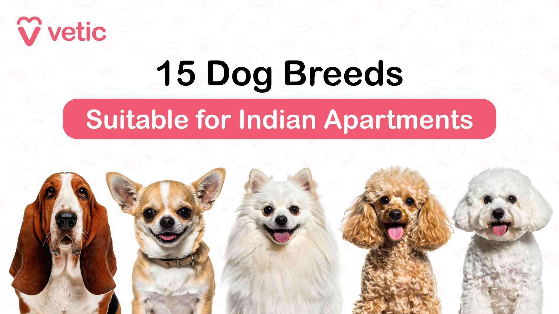 15 Great Apartment-Friendly Dog Breeds