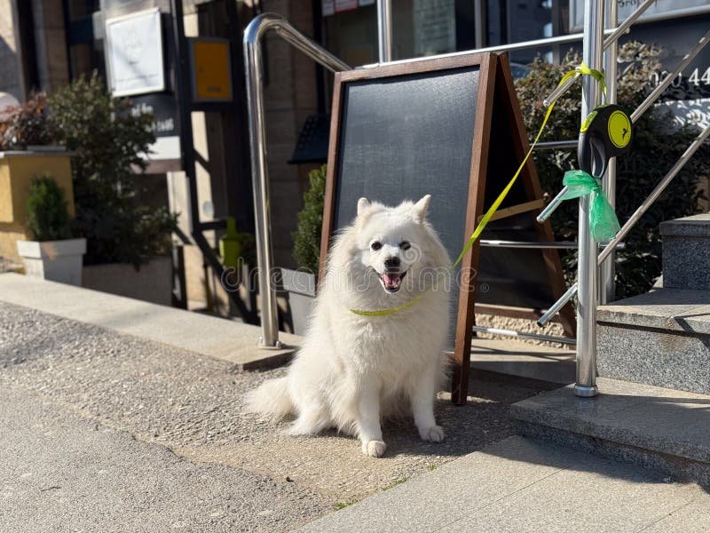 Lifestyle Cute Dog Names at a Glance