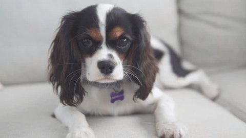 1. Cavalier King Charles Spaniel
