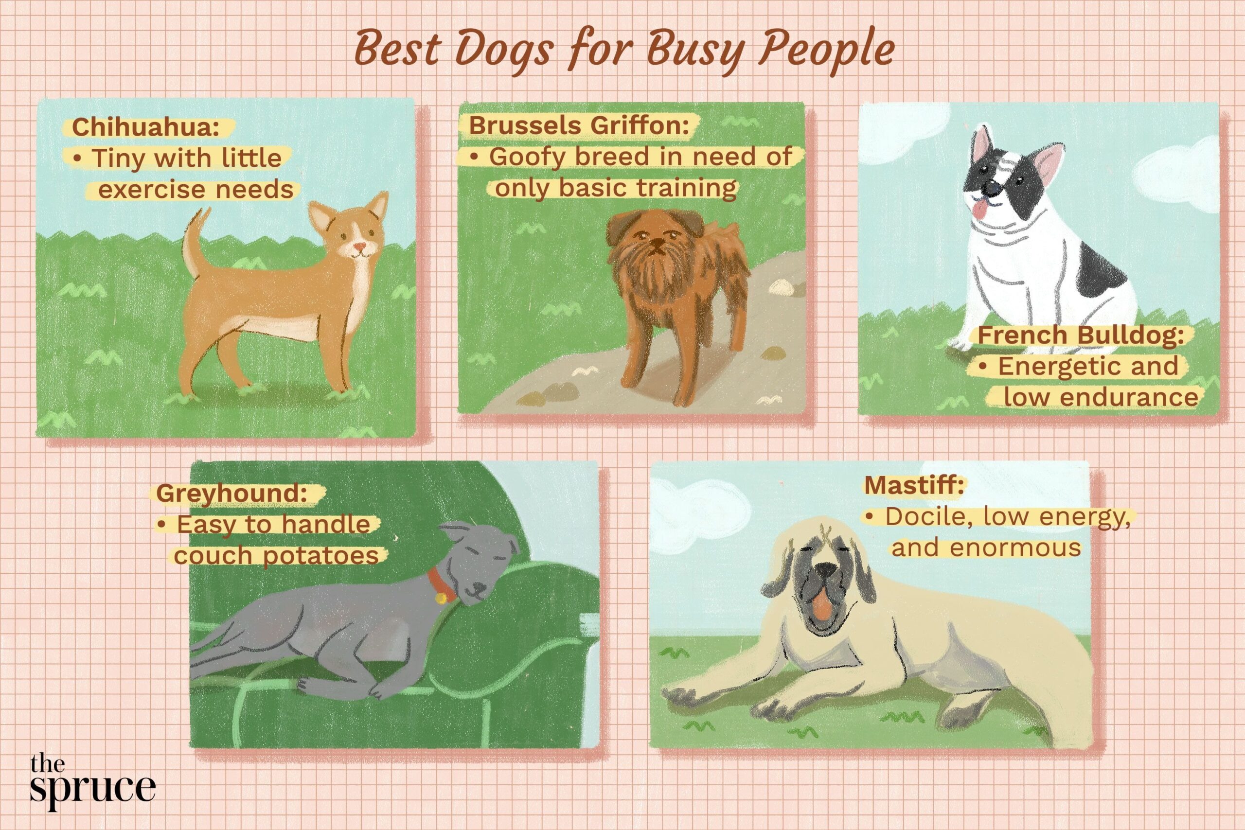 Best Dog Breeds for Busy Families