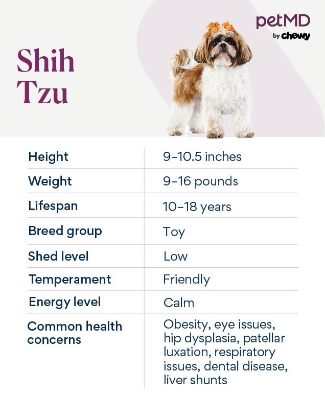 9 Cat‑Friendly Dog Breeds and Mixes