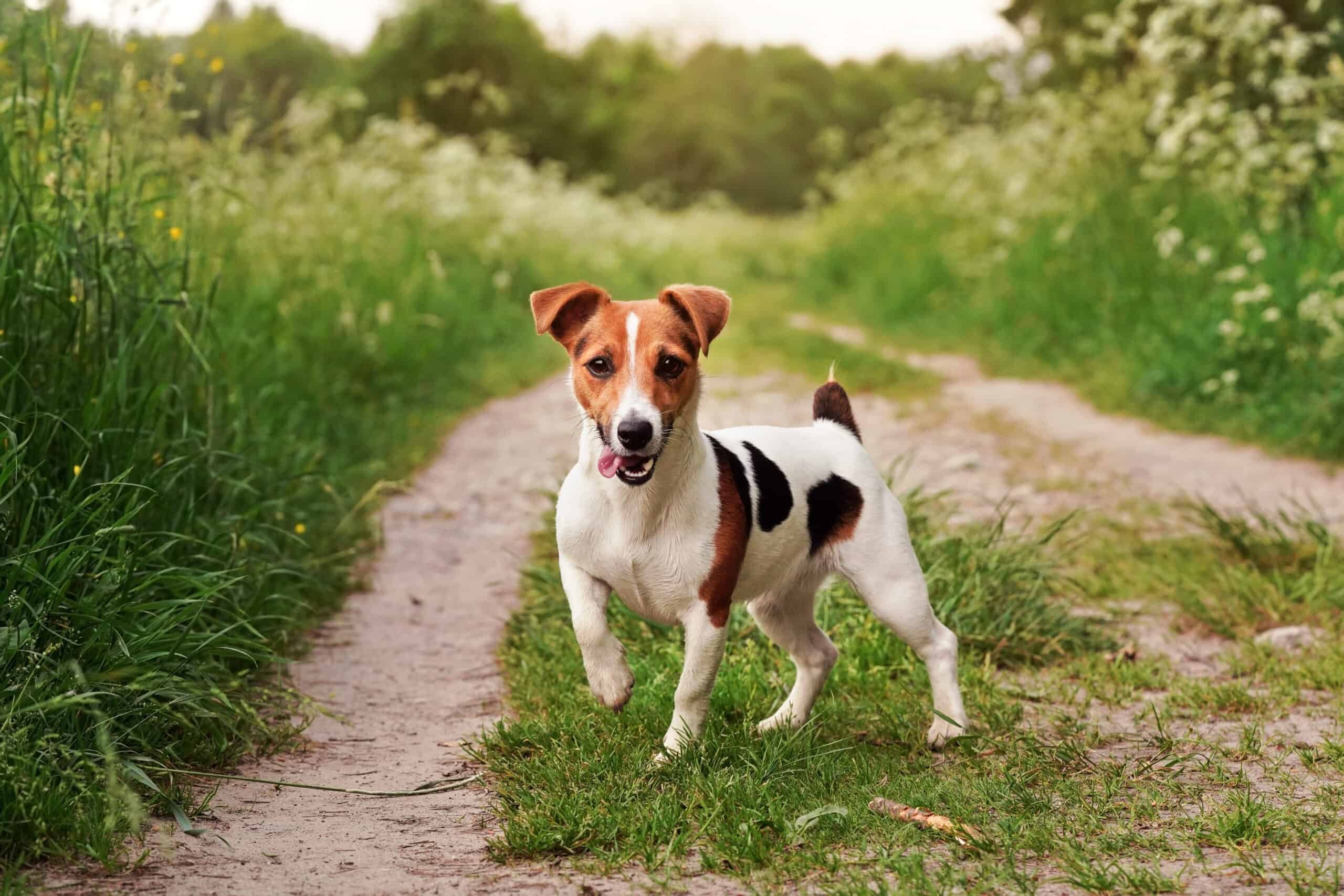 Common dog naming mistakes to avoid