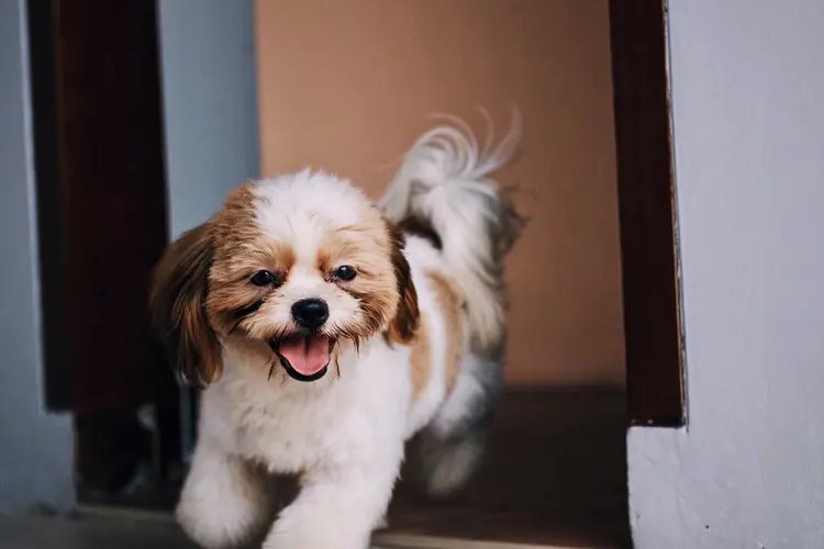 4. Shih Tzu