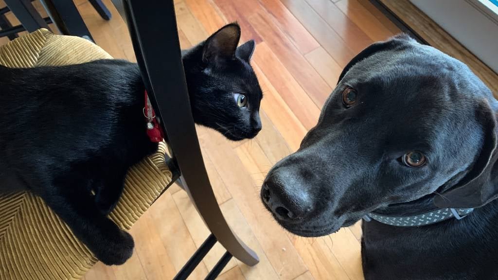 Training for Peace Between Dogs and Cats
