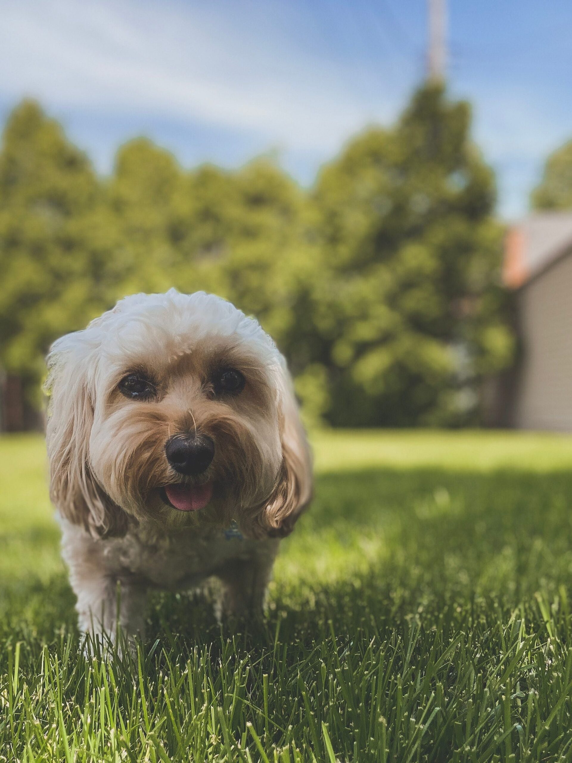 Lifestyle Best Small Dog Breeds Overview