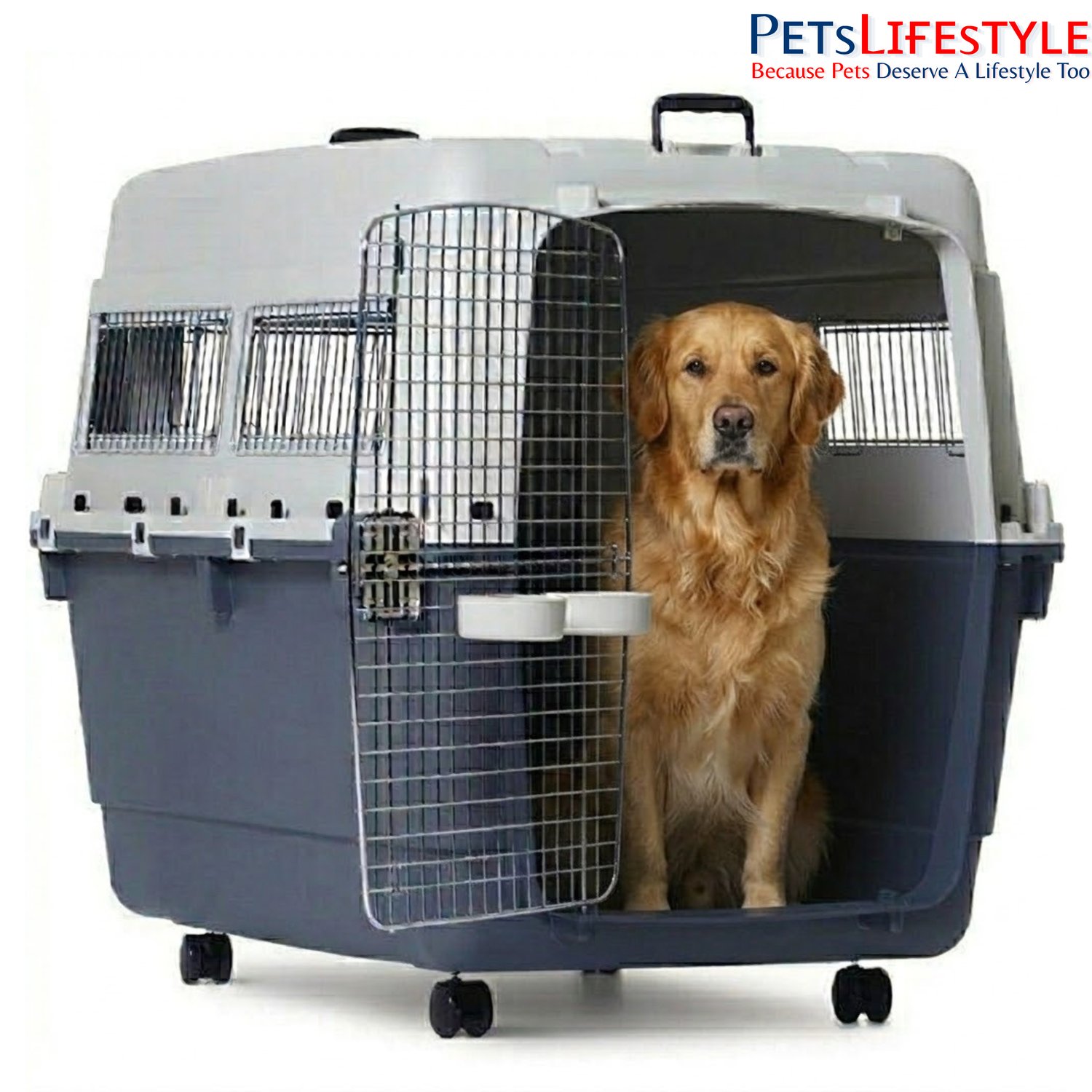 Flying With Dogs: When and How to Do It