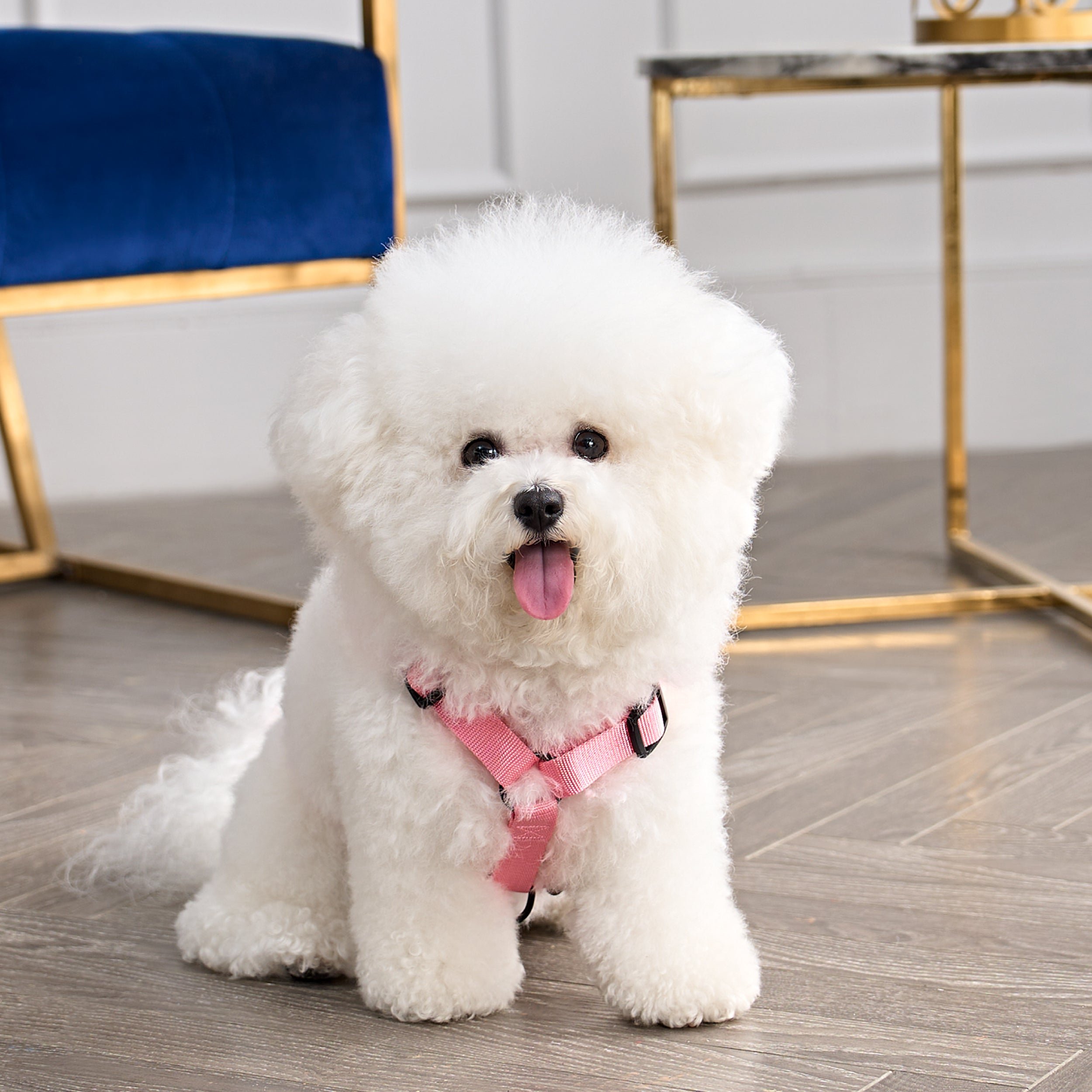 6. Bichon Frise