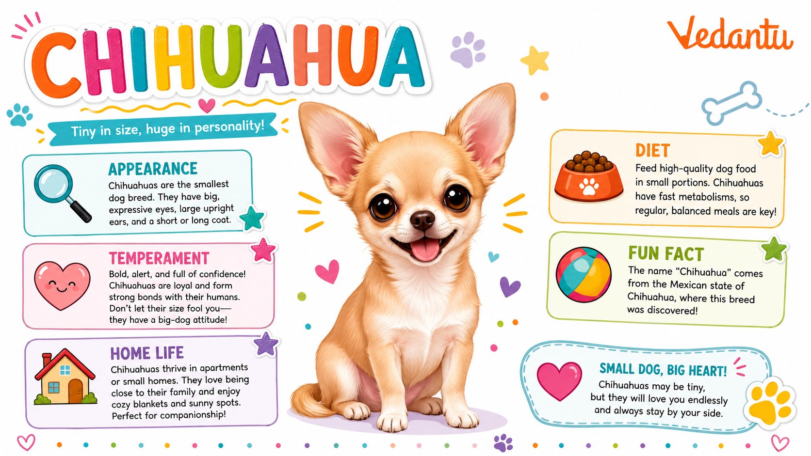 Cute Names for Tiny and Toy Dogs