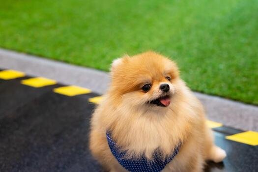 8. Pomeranian
