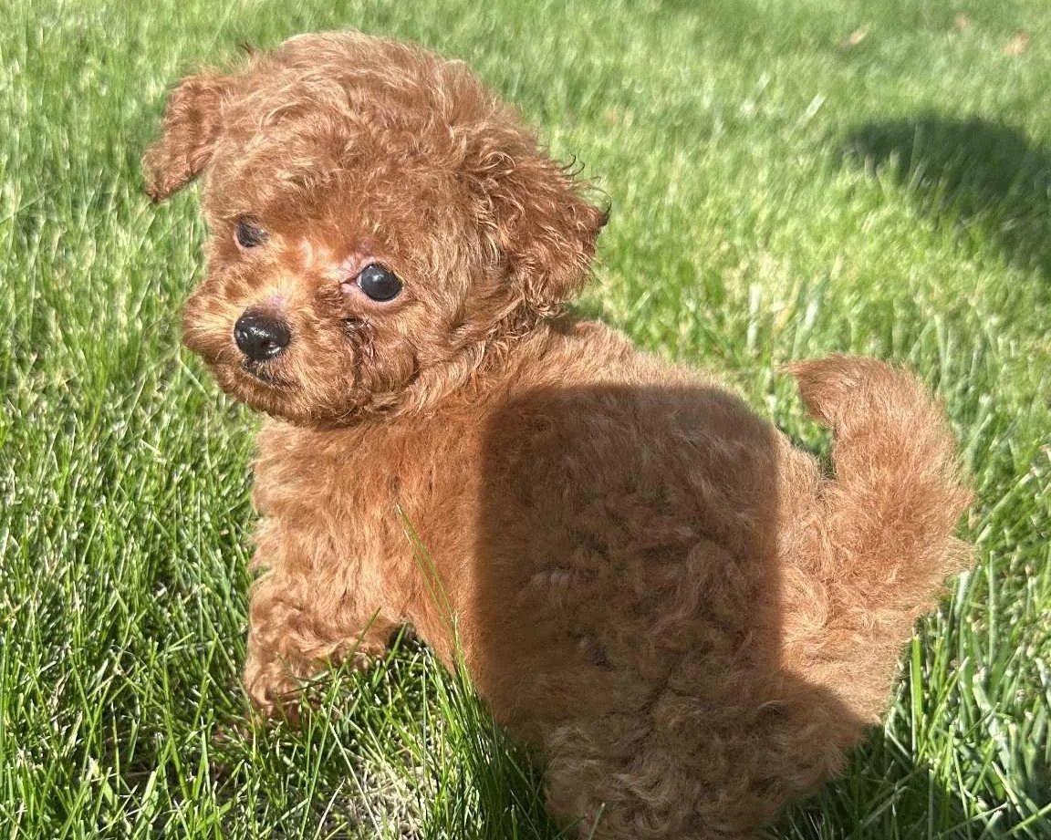 10. Toy Poodle