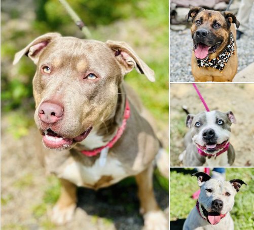 11. Mixed Breeds and Rescues