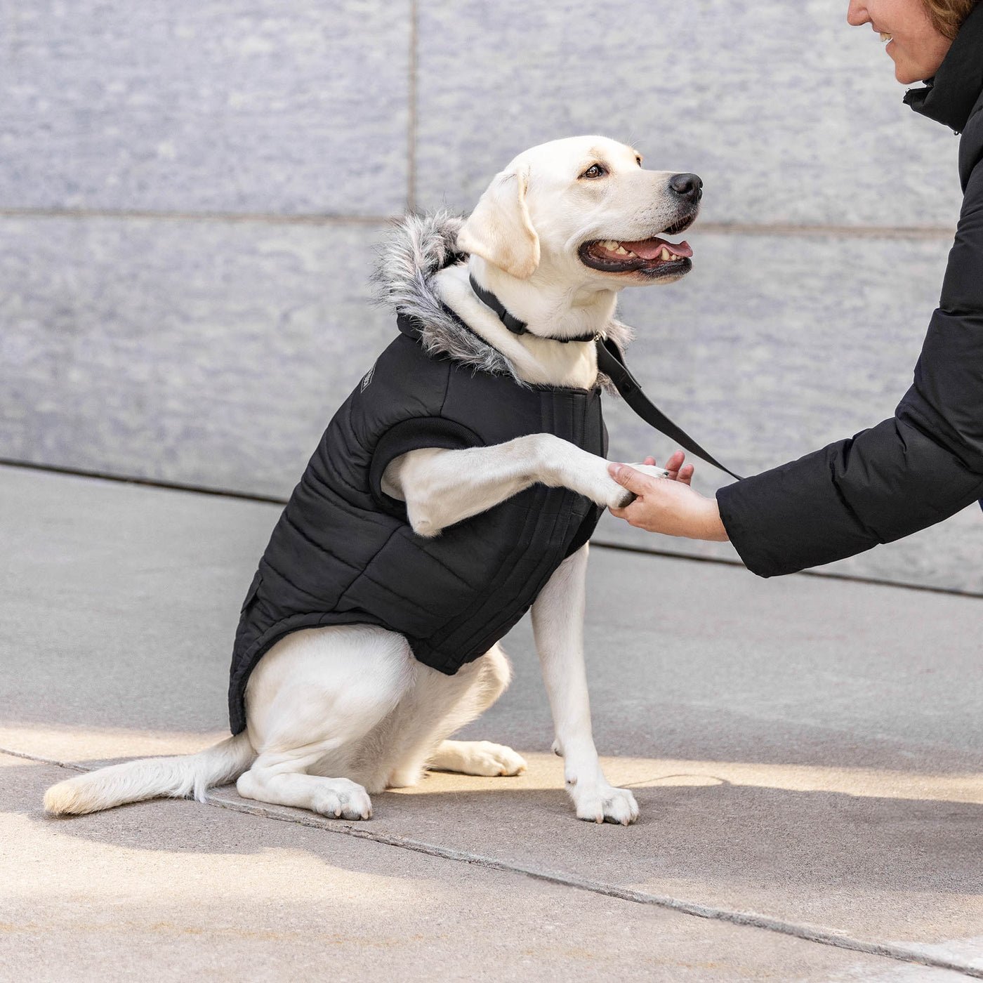 Tips for Teaching Your Dog Their New Name