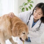 Health Dog Vomiting Causes and Treatment: Vet-Backed Guide