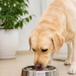 Dog Drinking Too Much Water? Health Risks & What to Do